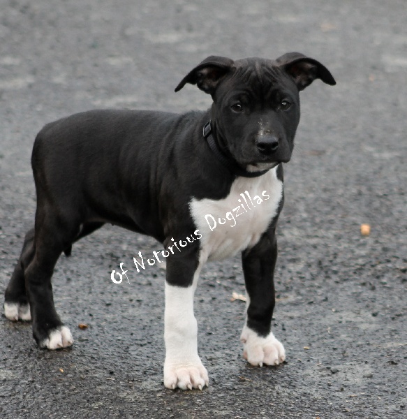 Lucrece black notorious de La Citadelle Du Sable