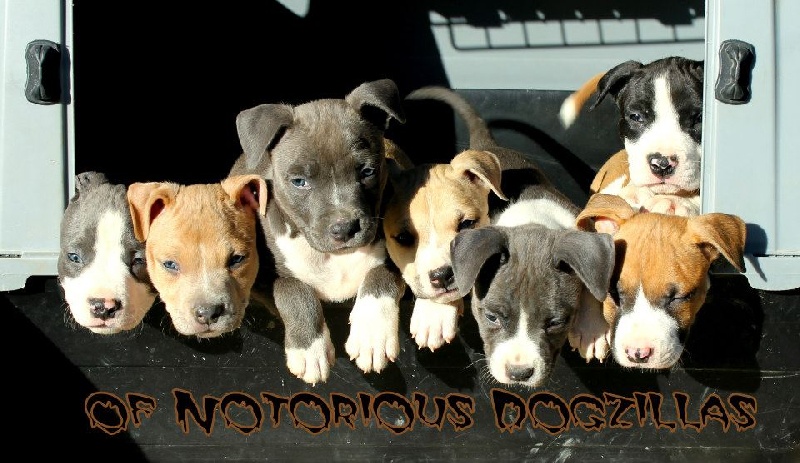 Best of puppys